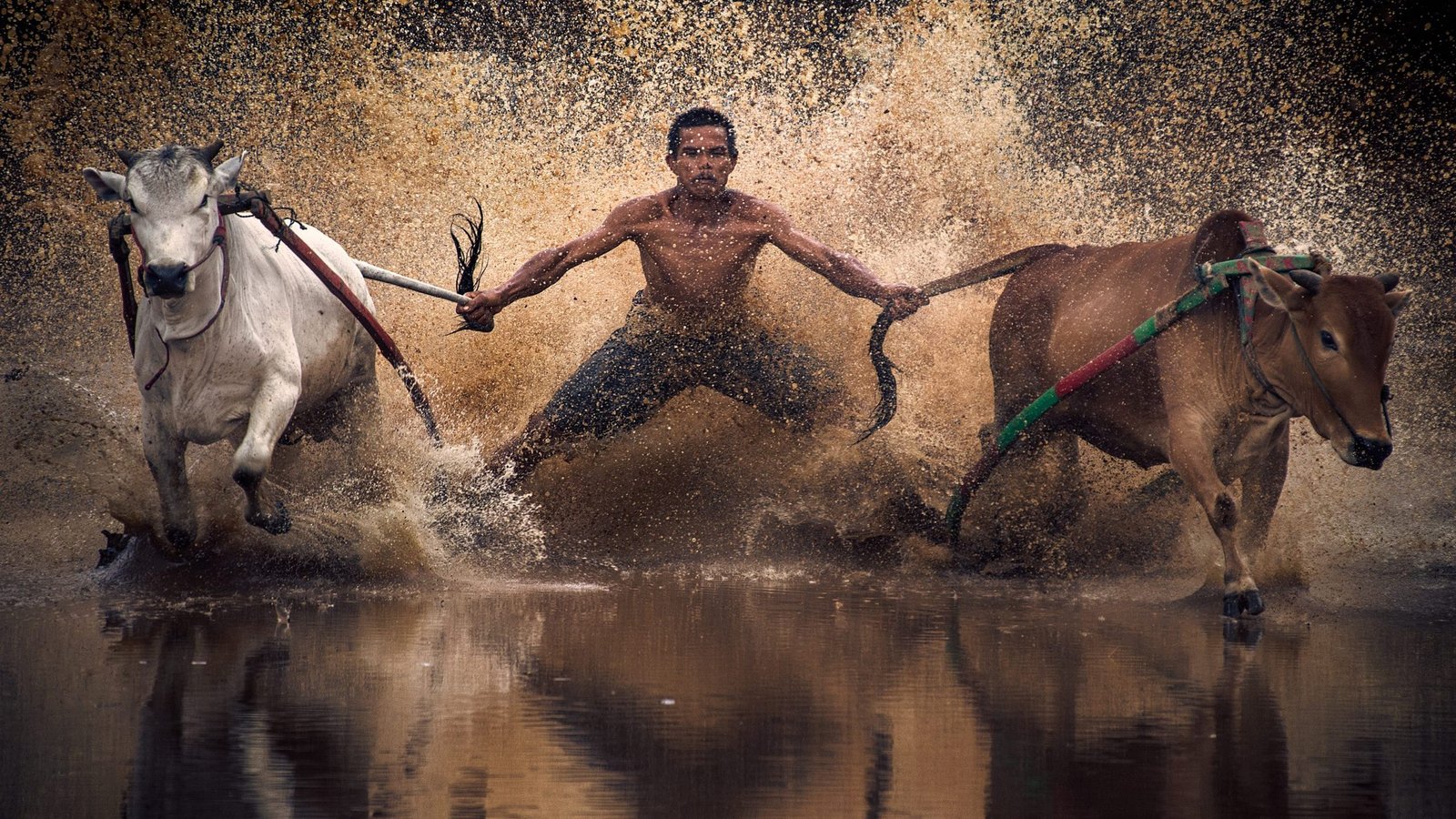 Race PACUJAWI